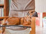 Comment calmer un chien le soir du nouvel an? Comment aider un chien qui