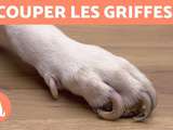 Comment couper les ongles de votre chien