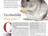 Comment prendre soin d’un animal Chinchilla