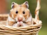 Comment prendre soin de votre hamster