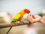 Garder les oiseaux sauvages comme animaux de compagnie