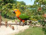 Jenday Conure – Profil complet, histoire et soins