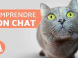 Signaux de chat pour exprimer le bonheur et l’humeur