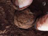 OnlyPhoto : c’est bientôt la saison des truffes?😋