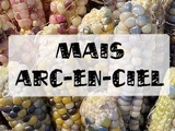 Connaissez-vous les épis de Maïs multicolores