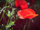 X Sirop de Coquelicot x