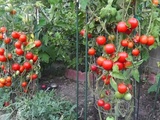 12 Astuces Pour Que Vos Tomates Poussent Parfaitement