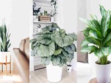 5 jolies plantes d’intérieur qui n’ont pas besoin de lumière