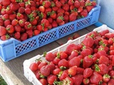 Fraise espagnole dangereuse pour la santé