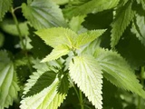 Plantes médicinales pour une bonne santé osseuse