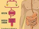 Infographie pour tout savoir sur le sucre