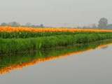 Amsterdam avec des enfants : Keukenhof