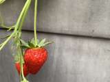 Fraises : mes recettes pour les sublimer