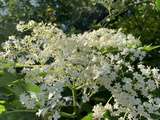 Sirop de fleurs