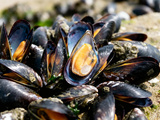Saison des moules : Quelle période choisir pour déguster