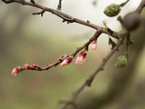 Gemmothérapie | Le Pouvoir Thérapeutique des Bourgeons à Votre Portée