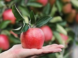 Raisons pour lesquelles les pommes sont l’encas parfait