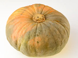 Courge bernettine