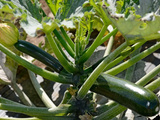 Courgette, du jardin à la cuisine