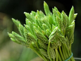 L’ornithogale, une asperge des bois