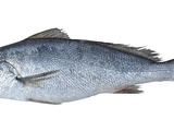Maigre, un poisson qui gagne à être connu