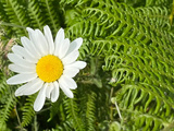 Mangeons des marguerites