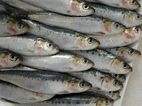 Sardine