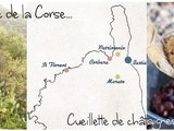 Visite de Corbara & Cueillette de châtaignes à Murato