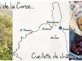 Visite de Corbara & Cueillette de châtaignes à Murato