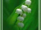 Muguet du 1er mai