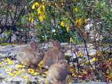 Crémeux de chou-fleur & carottes pour la naissance des bébés lapins