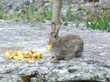 Crumble pommes & noisettes pour Fanfan le lapin gourmand