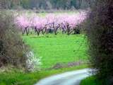 Fontainebleau aux pêches au sirop, les pêchers en fleurs, le vol du héron