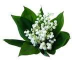 Bouquet de muguet