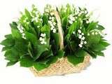 Brin de muguet