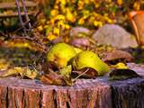 Confiture de poires aux zestes d'agrumes