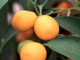 Kumquat