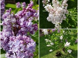 Lilas