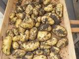 Récolte de pomme de terre