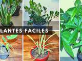 5 plantes d’intérieur les plus faciles à entretenir