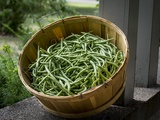 Comment congeler les haricots verts