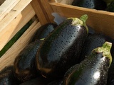 Comment cuisiner des aubergines