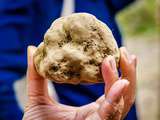 Comment cuisiner la truffe blanche