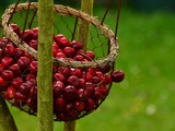 Comment dénoyauter les cerises sans dénoyauteur