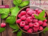 Dossier : Framboises du jardin