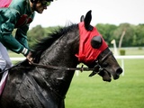 Photo of Galloping Horse Towards Green Grass