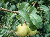 Poire Rocha, petit fruit savoureux du Portugal #1 [balade]