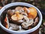 Comment bien conserver les cèpes pour profiter de leur saveur automnale toute l’année
