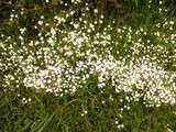 Au détour des chemins fleurs sauvages