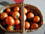 Avant dernières tomates du jardin